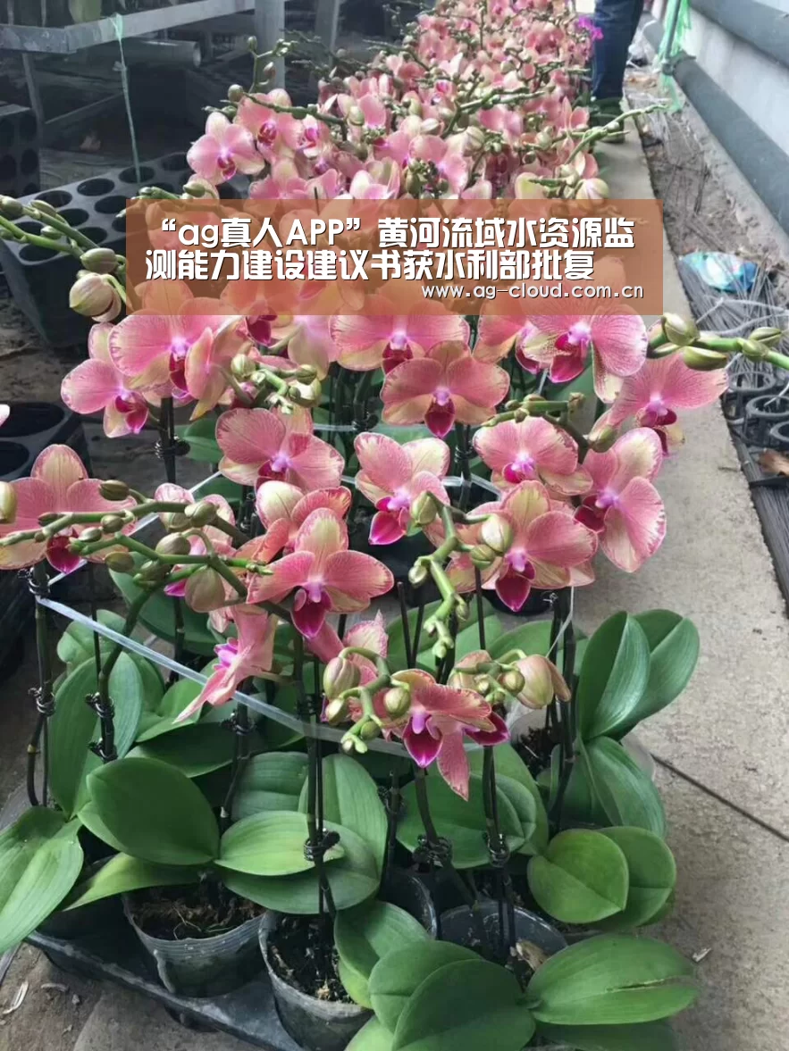 ag真人下载